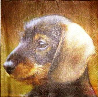 Portrait de chiot teckel