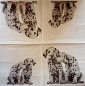 Couple de chiens dalmatien