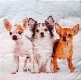 3 beaux chiens chihuahua