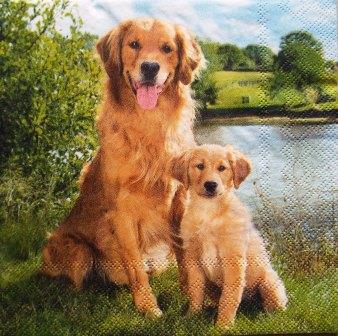 Maman golden retriever et son petit