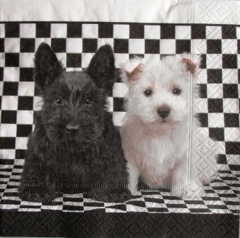 Chiens noir et blanc sur le damier