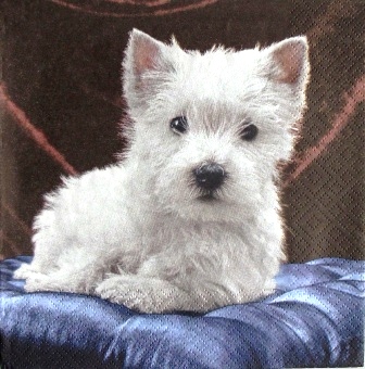 Chiot Westie sur coussin bleu