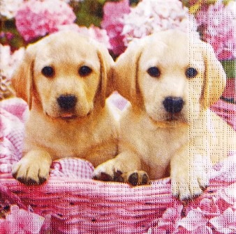 Bébés labrador dans le panier rose