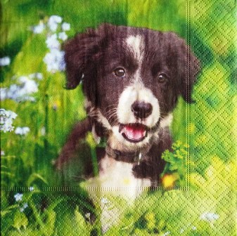 Chiot noir et blanc dans l'herbe