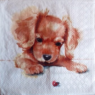 Chiot qui joue avec la coccinelle