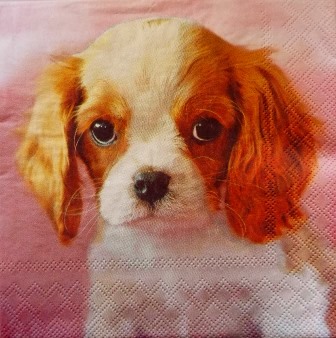 Beau bébé chien Cavalier King Charles