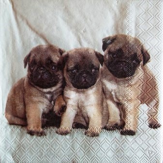 3 petits chiots Carlin