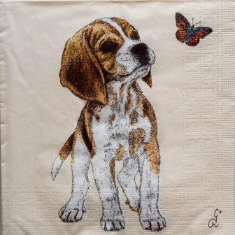 Beau chiot beagle