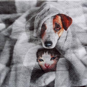 Chien et chat sous la couverture