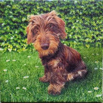 Chien teckel à poils longs dans l'herbe