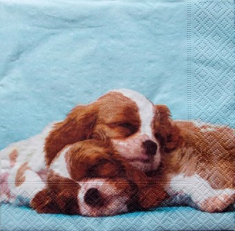 2 beaux chiens Cavalier King Charles