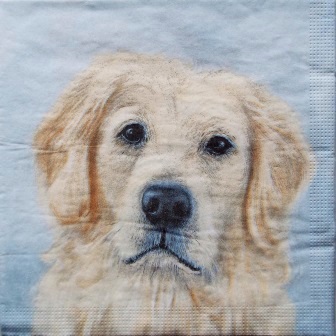 Beau portrait de chien Golden Retriever