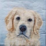 Beau portrait de chien Golden Retriever