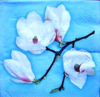 Branche de magnolia blanc