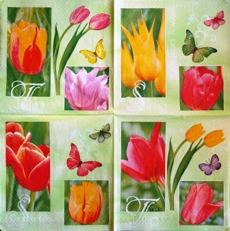 Tulipes et papillons variés