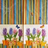 Pots de jacinthes et beau papillon