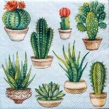 Pots de cactus