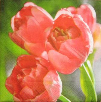 Belles tulipes