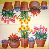 Pots de fleurs variées