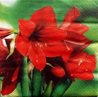 Belles fleurs d'amaryllis rouge