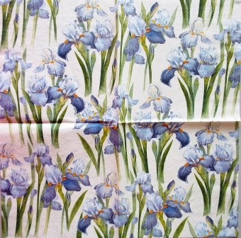 Très beaux iris bleus