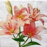 Tige de fleurs de magnolia