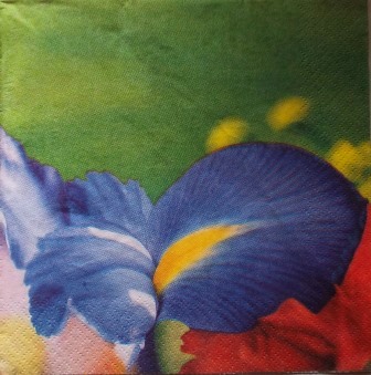 Fleur d'iris bleu