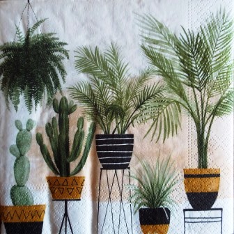 Plantes vertes et cactus