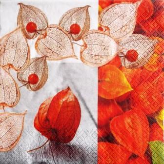 Physalis ou "amour en cage"