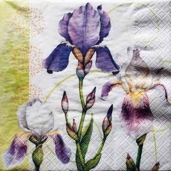 Belles fleurs d'iris