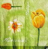 Tulipes et narcisses