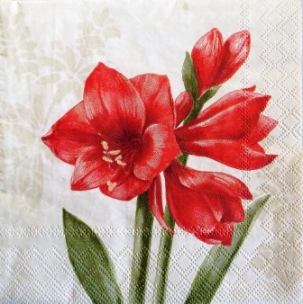 Belles fleurs d'amaryllis rouge