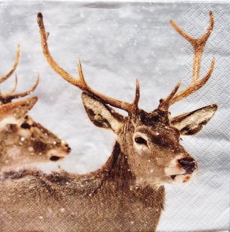 Cerfs sous la neige