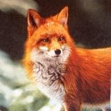 Le renard aux aguets