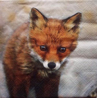 Petit renard au beau regard