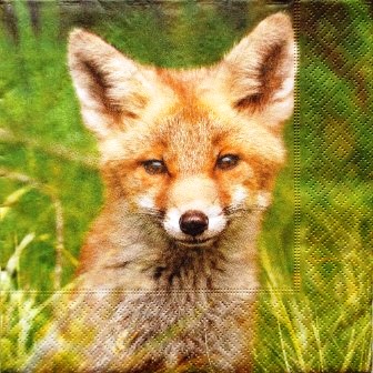 Beau bébé renard