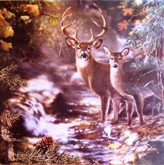 Cerf et biche au bord de la rivière