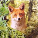 Beau renard dans la forêt