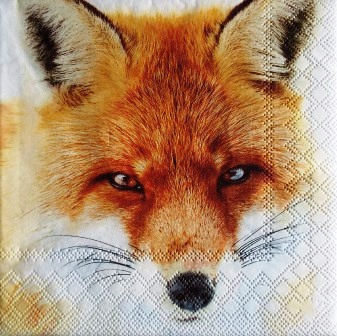 Beau portrait de renard