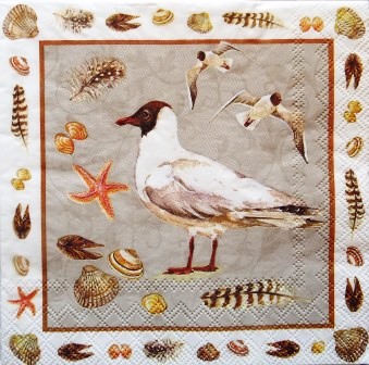 Mouettes et coquillages variés