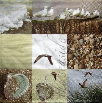 Bord de mer, mouettes et coquillages