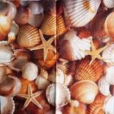 Coquillages et étoile de mer