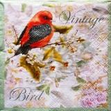 Bel oiseau rouge et noir "vintage bird"