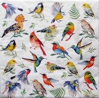 Multiples oiseaux multicolores