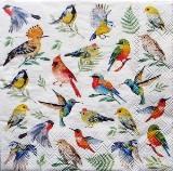 Multiples oiseaux multicolores