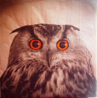 Tête de hibou sur fond gris