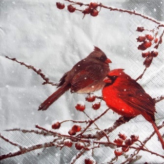Couple de cardinal dans la neige