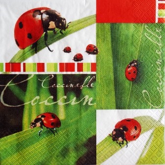 Petites et grandes coccinelles