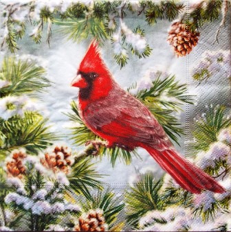 Oiseau Cardinal sur sapin en hiver