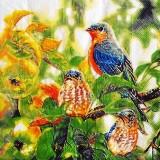 Beaux oiseaux colorés sur la branche